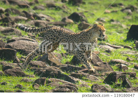 Female cheetah sprints downhill over rocky slope 119180047