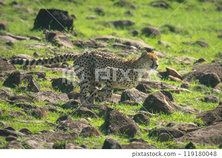 Female cheetah sprints downhill over rocky hillside 119180048