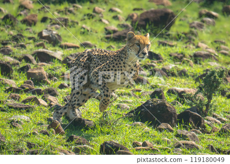 Female cheetah sprints down slope over rocks 119180049
