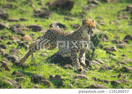 Female cheetah sprinting down slope over rocks Female cheetah sprinting down slope over rocks 119180057