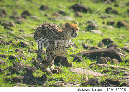 Female cheetah sprinting down hillside over rocks Female cheetah sprinting down hillside over rocks 119180058