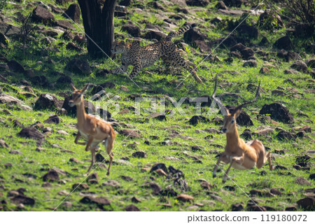 Female cheetah runs past two common impalas Female cheetah runs past two common impalas 119180072
