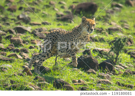 Female cheetah runs down slope over rocks Female cheetah runs down slope over rocks 119180081