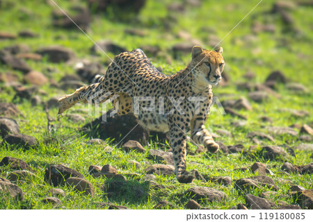 Female cheetah running down slope over rocks Female cheetah running down slope over rocks 119180085