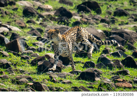 Female cheetah running over rocks on hillside Female cheetah running over rocks on hillside 119180086