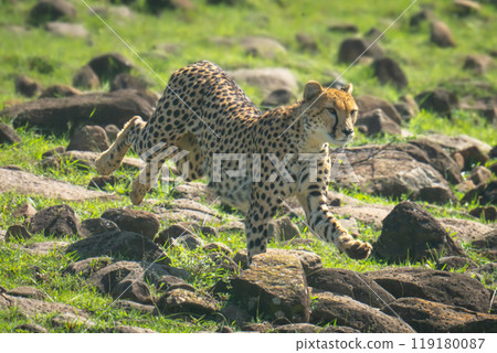 Female cheetah running over rocks down hillside Female cheetah running over rocks down hillside 119180087