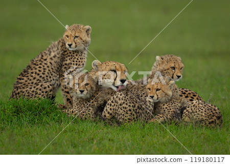 Female cheetah lying with cubs on savannah 119180117