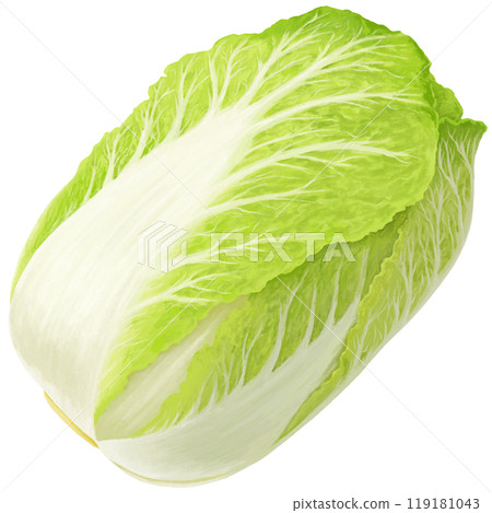hand drawn chinese cabbage illustration 119181043