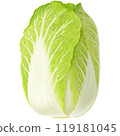 hand drawn chinese cabbage illustration 119181045