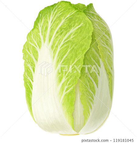 手繪大白菜插畫 手繪大白菜插畫 119181045