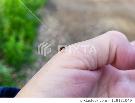 On a clear summer day, a fat mosquito drank blood from a woman's hand. On a clear summer day, a fat mosquito drank blood from a woman's hand. 119181049