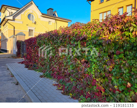 A fence covered with autumn leaves of maiden grapes on a bright sunny day. A fence covered with autumn leaves of maiden grapes on a bright sunny day. 119181133