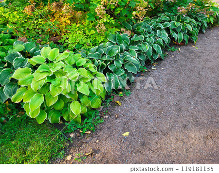 The green bright leaves of the host flower on the flowerbed of the city park on an autumn day. 119181135