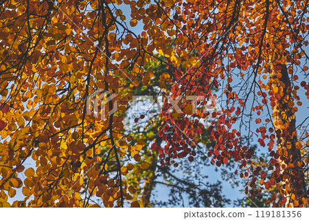 Red orange yellow autumn leaves,calm on a warm sunny day Red orange yellow autumn leaves,calm on a warm sunny day 119181356
