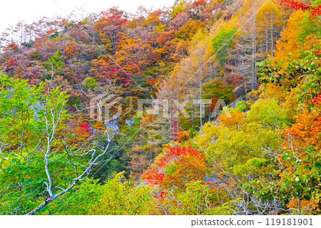 從圓山林道看到的山面秋葉 119181901