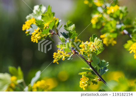 Yellow flowers of Ribes Aureum on a sunny summer day, macro photo 119182154
