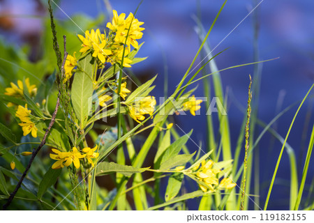 Close up photo of yellow flowers Lysimachia vulgaris 119182155