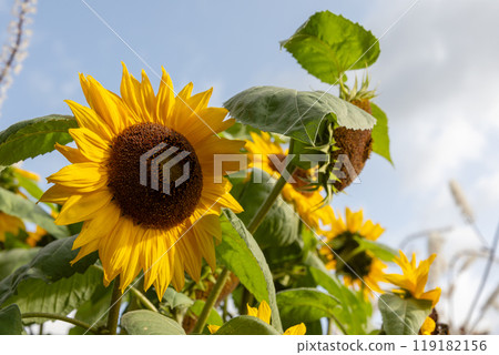 Sunflowers grow in a garden on a sunny summer day, natural photo 119182156