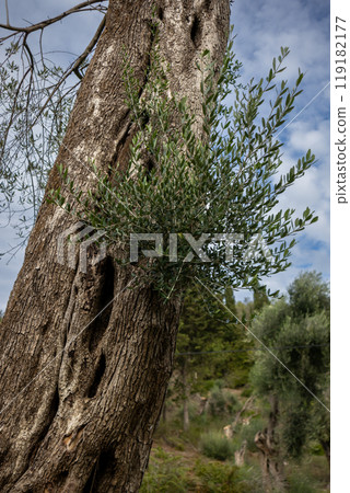 Detail of an olive tree trunk, Corfu, Greece Detail of an olive tree trunk, Corfu, Greece 119182177