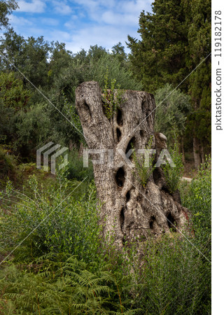 Detail of an olive tree trunk, Corfu, Greece Detail of an olive tree trunk, Corfu, Greece 119182178