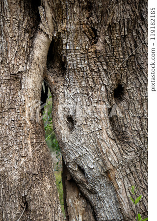 Detail of an olive tree trunk, Corfu, Greece 119182185