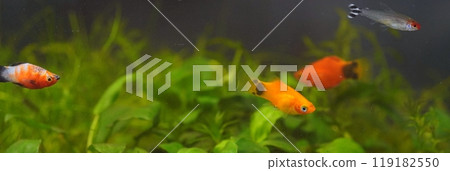 Mickey Mouse Platy Mickey Mouse Platy 119182550