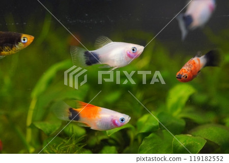 Mickey Mouse Platy 119182552