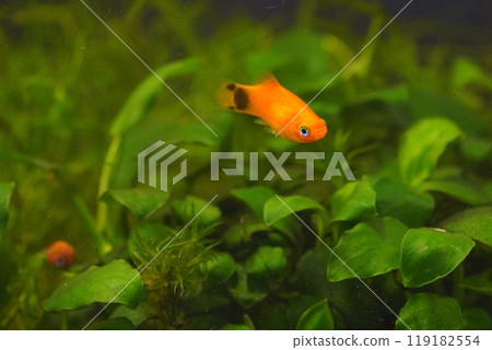 Mickey Mouse Platy Mickey Mouse Platy 119182554