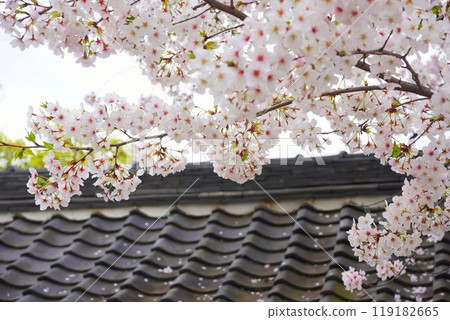 Sakuramiya Shrine Cherry blossoms Sakuramiya Shrine Cherry blossoms 119182665