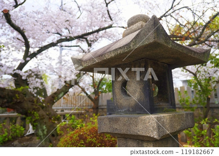 Sakuramiya Shrine Cherry blossoms Sakuramiya Shrine Cherry blossoms 119182667
