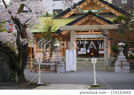 Sakuramiya Shrine Cherry blossoms Sakuramiya Shrine Cherry blossoms 119182668