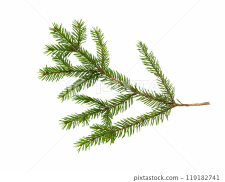Spruce branch isolated. Christmas decoration. 119182741