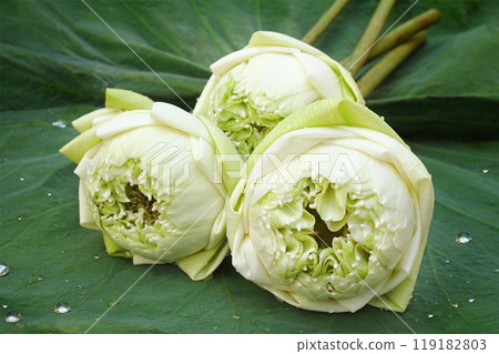 White lotus  water drop on the green  leaves. 119182803