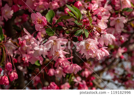 粉紅色花朵盛開的花街道 粉紅色花朵盛開的花街道 119182996