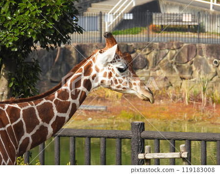 ame殺人配置文件 119183008