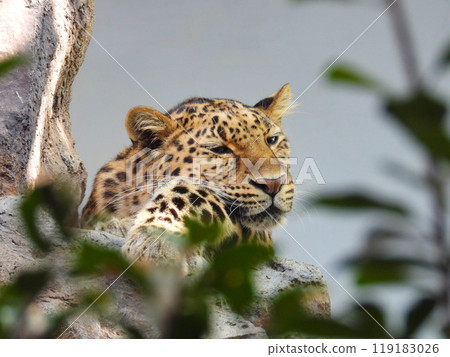 豹子醒來，看起來很緊張 119183026