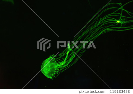 Atlantic sea nettle jellyfish swimming underwater aquarium pool with bright green neon light Atlantic sea nettle jellyfish swimming underwater aquarium pool with bright green neon light 119183428