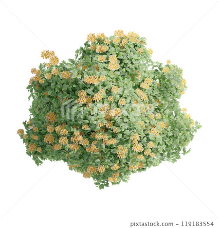 tree top view plant landscape architecture nature garden aerial render. trees branch isolate collection illustration environment green botany urban bush park. tree architecture conifer decorative. 119183554