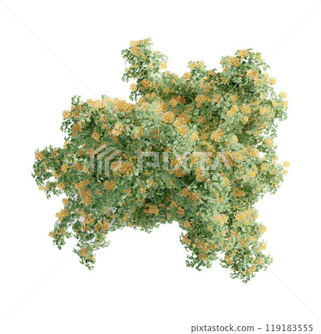 tree top view plant landscape architecture nature garden aerial render. trees branch isolate collection illustration environment green botany urban bush park. tree architecture conifer decorative. 119183555