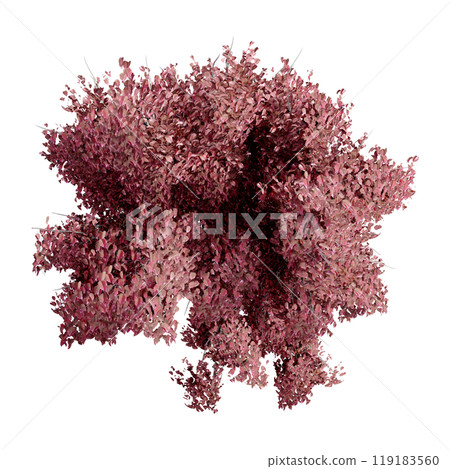 tree top view plant landscape architecture nature garden aerial render. trees branch isolate collection illustration environment green botany urban bush park. tree architecture conifer decorative. tree top view plant landscape architecture nature garden aerial render. trees branch isolate collection illustration environment green botany urban bush park. tree architecture conifer decorative. 119183560