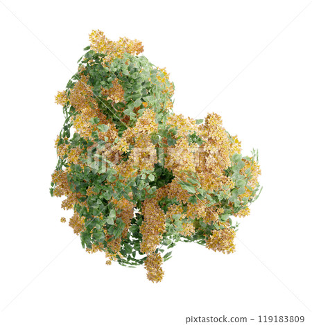 tree top view plant landscape architecture nature garden aerial render. trees branch isolate collection illustration environment green botany urban bush park. tree architecture conifer decorative. tree top view plant landscape architecture nature garden aerial render. trees branch isolate collection illustration environment green botany urban bush park. tree architecture conifer decorative. 119183809