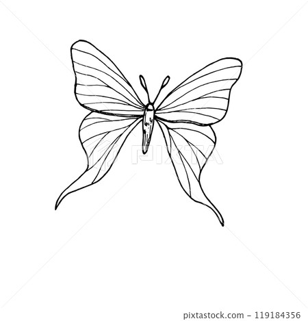 Monochrome fluttering butterfly vector illustration. Black and white drawing of abstract tropical insect painted by inks. Top view. Decorative element for art deco design, tattoo, coloring book. Monochrome fluttering butterfly vector illustration. Black and white drawing of abstract tropical insect painted by inks. Top view. Decorative element for art deco design, tattoo, coloring book. 119184356