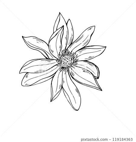 Single tropical blooming multi petaled lotus flower vector hand painted illustration. Asian Water Lily head realistic monochrome graphic sketch. Top view of aquatic plant. For tattoo, coloring book. Single tropical blooming multi petaled lotus flower vector hand painted illustration. Asian Water Lily head realistic monochrome graphic sketch. Top view of aquatic plant. For tattoo, coloring book. 119184363