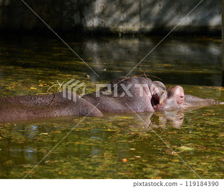 An adult hippopotamus swims in a pond on an autumn day An adult hippopotamus swims in a pond on an autumn day 119184390