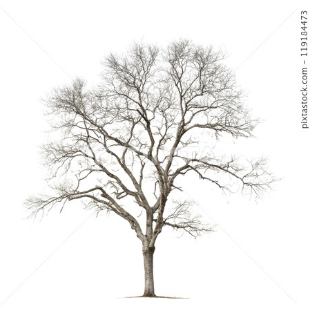 A solitary leafless tree stands on a white background during winters quiet stillness 119184473