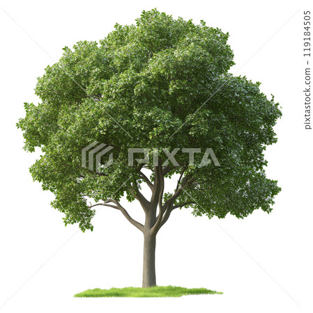A tall, leafy tree stands alone against a white backdrop in a serene outdoor setting 119184505
