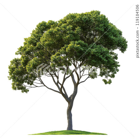 A tall, leafy tree stands alone against a white backdrop in a serene outdoor setting 119184506