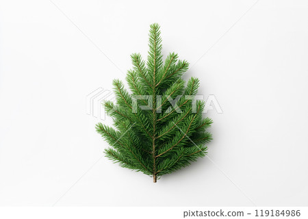 A full green pine tree displayed prominently isolated on white background, Christmas holiday concept 119184986