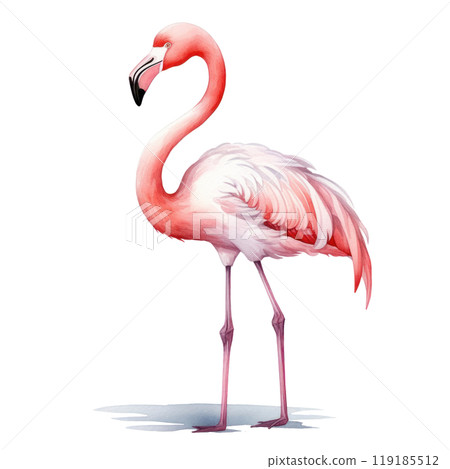 Watercolor illustration of a solitary pink flamingo on a white backdrop. Watercolor illustration of a solitary pink flamingo on a white backdrop. 119185512