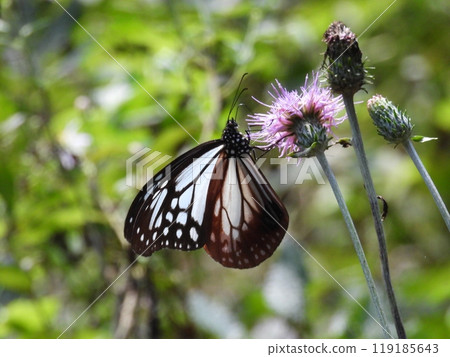 A Monarch butterfly resting on a flower at Akagi Nature Park A Monarch butterfly resting on a flower at Akagi Nature Park 119185643